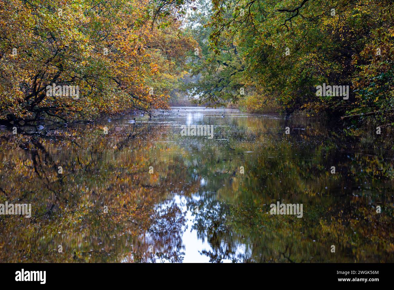 Reflet des arbres en surplomb dans les couleurs d'automne dans le fossé des Robbenoordbos. Le soleil levant illumine le fossé et le . Banque D'Images