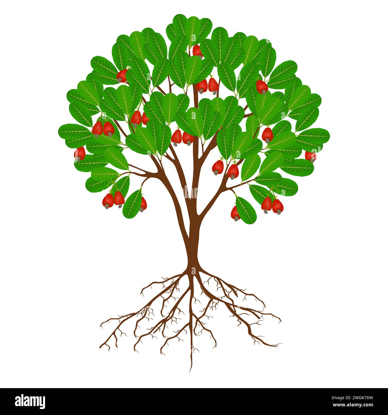 Arbre de noix de cajou avec des fruits et des racines sur un fond blanc. Illustration de Vecteur