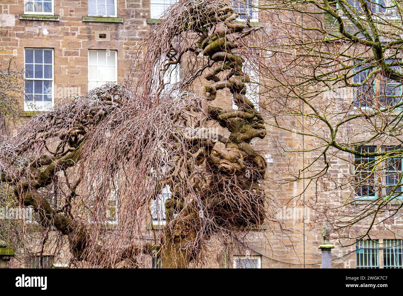 À l'intérieur du cimetière Howff de 1564, il y a des formes d'arbre inhabituelles de la tête d'un cheval et potentiellement le visage d'un monstre à Dundee, en Écosse Banque D'Images