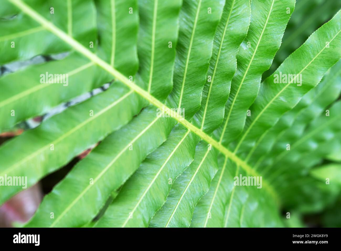 Gros plan de Blechnum Gibbum Silver Lady Fern Frond Banque D'Images