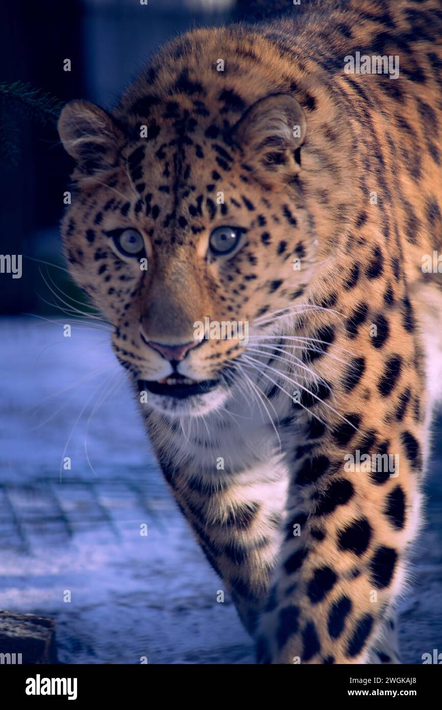 Léopard d'extrême-Orient en hiver le prédateur. Grand chat sauvage tacheté est la neige en hiver. Banque D'Images
