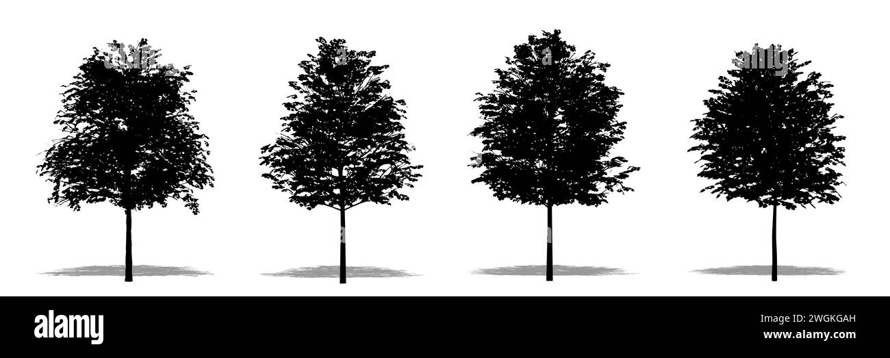 Ensemble ou collection d'arbres de Linden communs comme une silhouette noire sur fond blanc. Concept ou illustration conceptuelle 3D pour la nature, la planète, l'écologie Banque D'Images