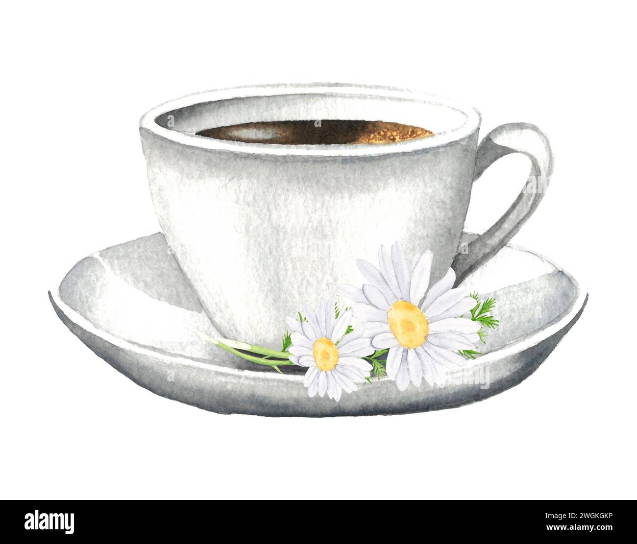 Illustration aquarelle dessinée à la main de la camomille de tasse et de fleurs sur un fond blanc. Tisane à la camomille Banque D'Images