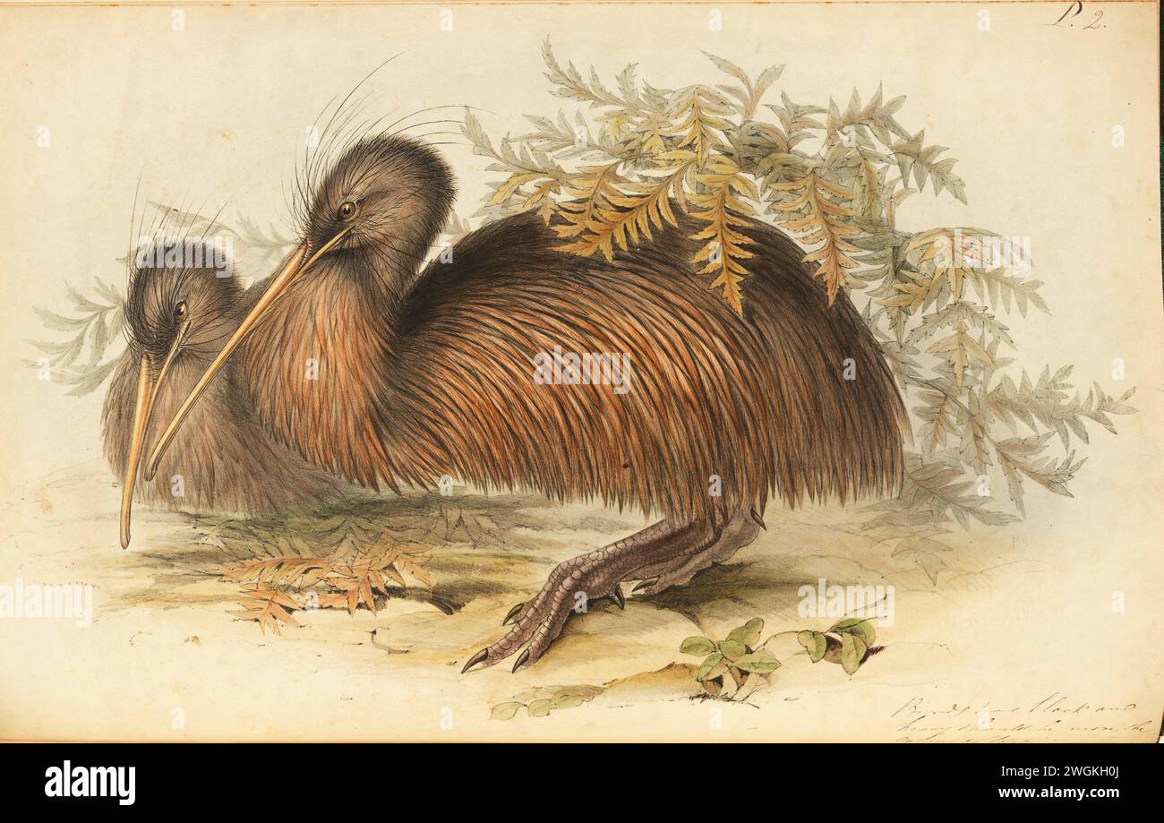 Apteryx Australis, Kiwi-kiwi. Plaque du livre Birds of Australia de John Gould, avec illustration de sa femme Elizabeth Gould, et de ses dessins après son décès. Publié en huit volumes (suppléments compris) de 1840 à 1869 Banque D'Images