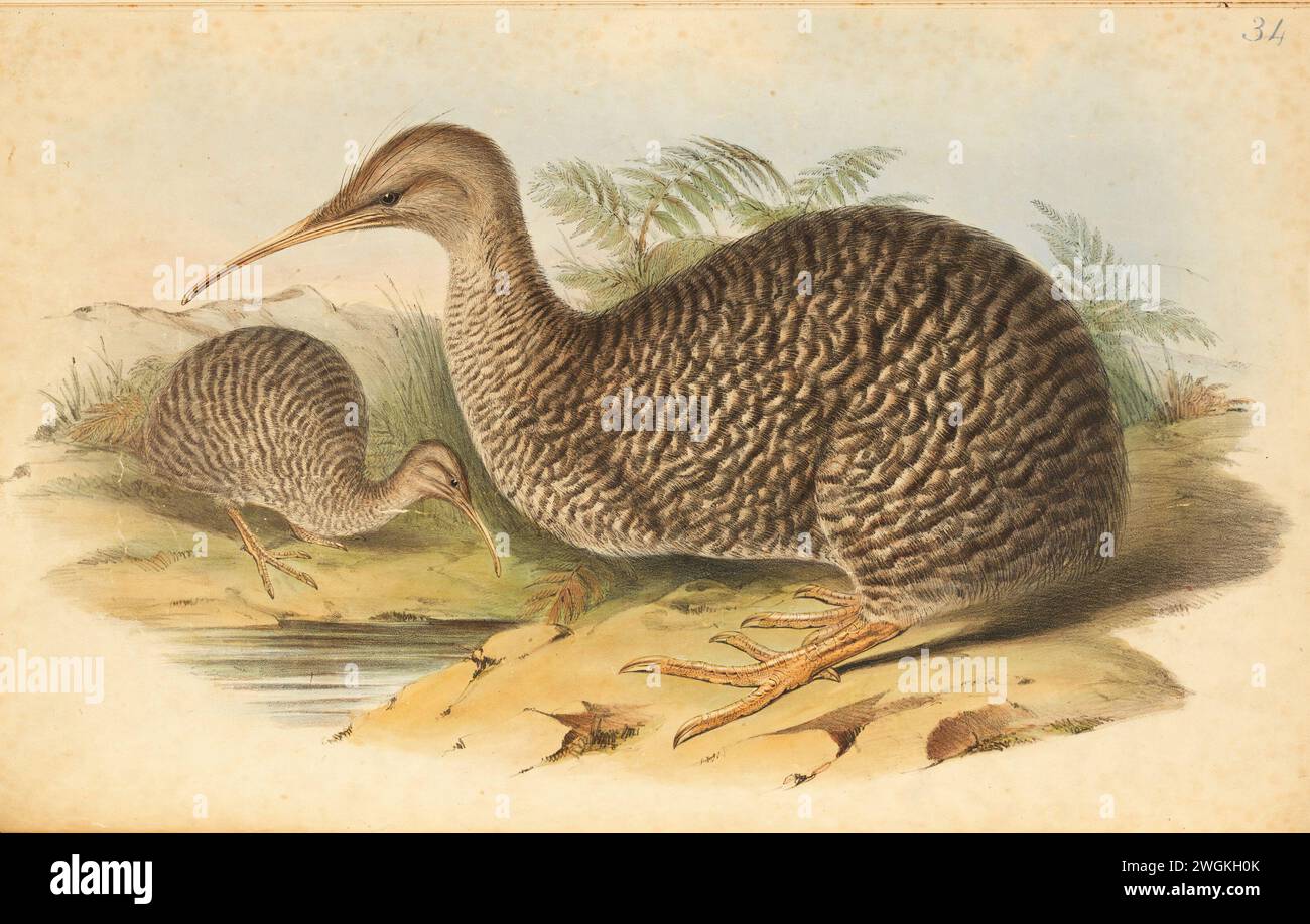Apteryx Owenii, Apteryx d'Owen. Plaque du livre Birds of Australia de John Gould, avec illustration de sa femme Elizabeth Gould, et de ses dessins après son décès. Publié en huit volumes (suppléments compris) de 1840 à 1869 Banque D'Images