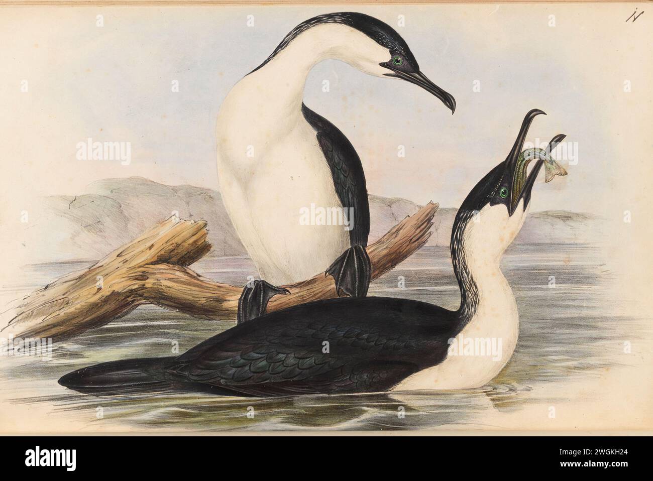 Cormoran blanc (Phalacrocorax leucogaster). Plaque du livre Birds of Australia de John Gould, avec illustration de sa femme Elizabeth Gould, et de ses dessins après son décès. Publié en huit volumes (suppléments compris) de 1840 à 1869 Banque D'Images