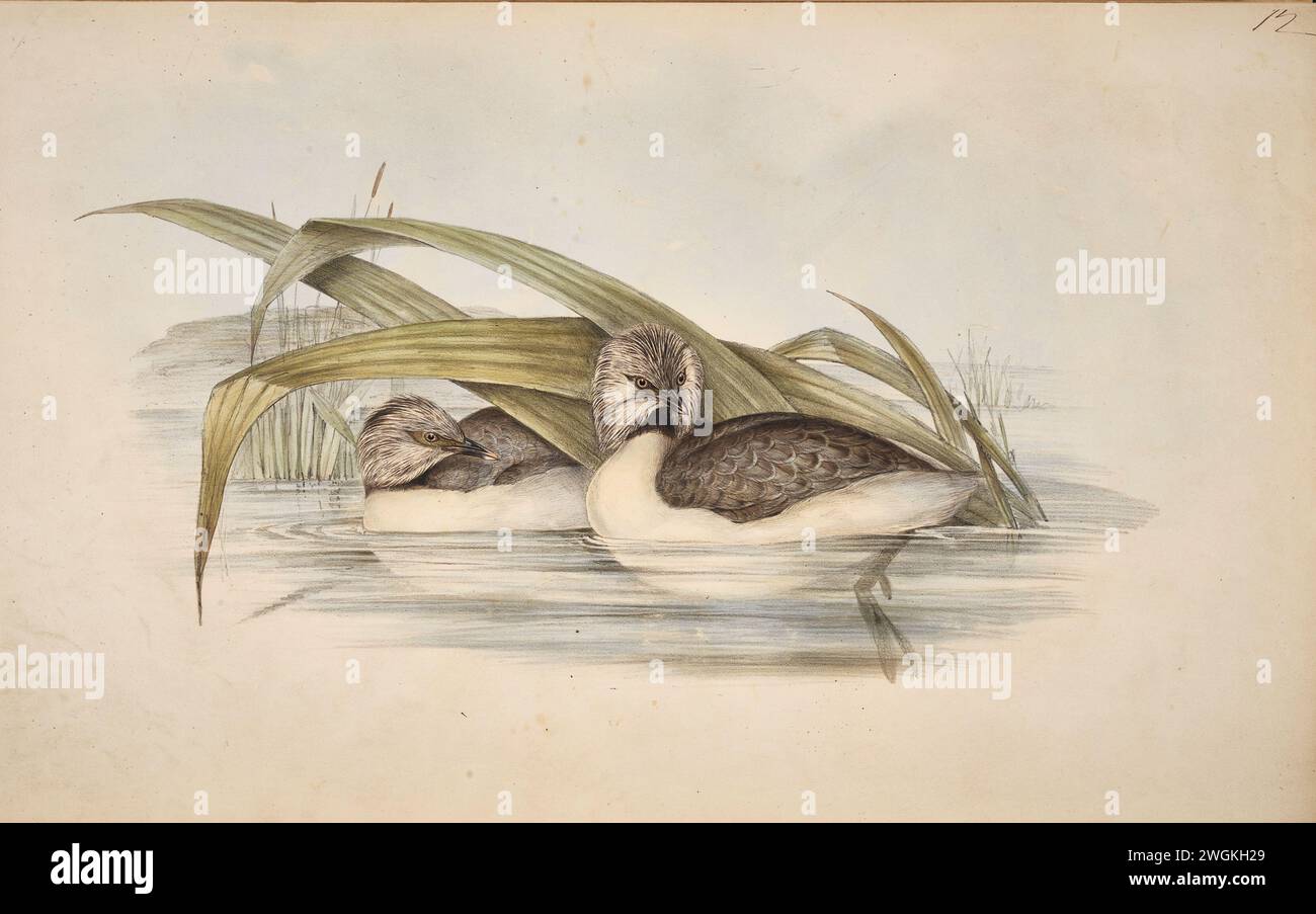 Podiceps poliocephalus, Grebe à tête palourde. Plaque du livre Birds of Australia de John Gould, avec illustration de sa femme Elizabeth Gould, et de ses dessins après son décès. Publié en huit volumes (suppléments compris) de 1840 à 1869 Banque D'Images