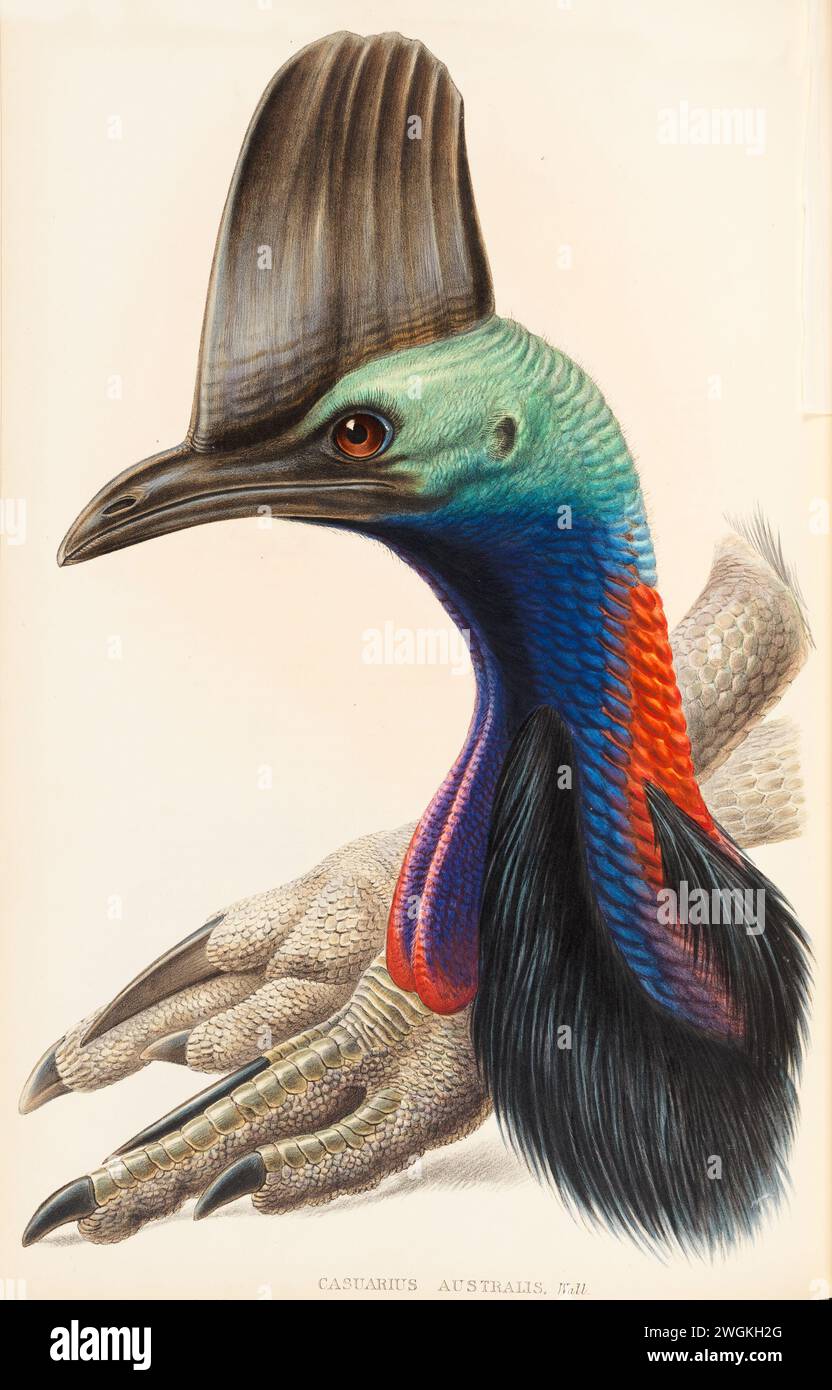 Casuarius australis, Cassowary australien (montrant la tête et la griffe). Plaque du livre Birds of Australia de John Gould, avec illustration de sa femme Elizabeth Gould, et de ses dessins après son décès. Publié en huit volumes (suppléments compris) de 1840 à 1869 Banque D'Images