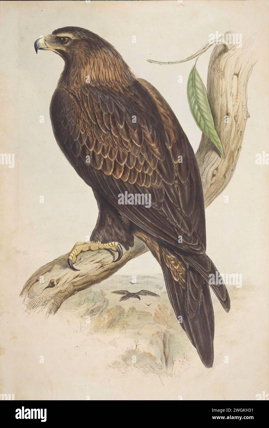 Aigle à queue cunéiforme, Aquila focosa. Plaque du livre Birds of Australia de John Gould, avec illustration de sa femme Elizabeth Gould, et de ses dessins après son décès. Publié en huit volumes (suppléments compris) de 1840 à 1869 Banque D'Images