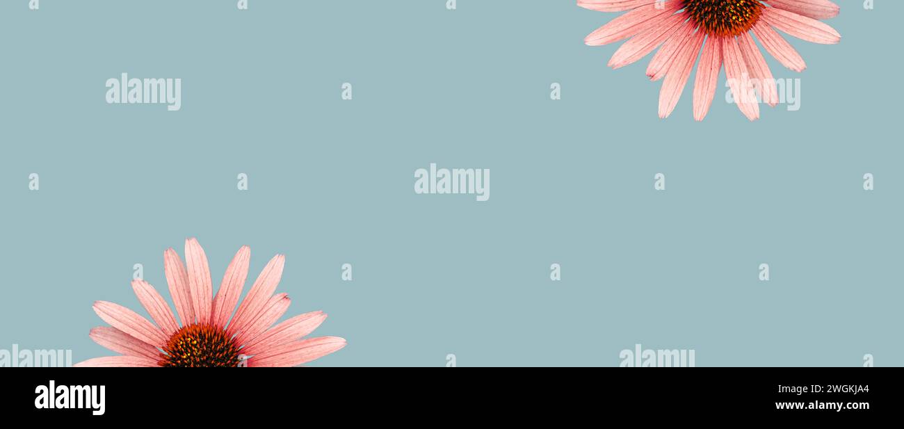 Fleur colorée 'échinacée'. Découpe. Motifs floraux, fonds d'écran et arrière-plans. Manipulation d'images. Une image ludique Banque D'Images