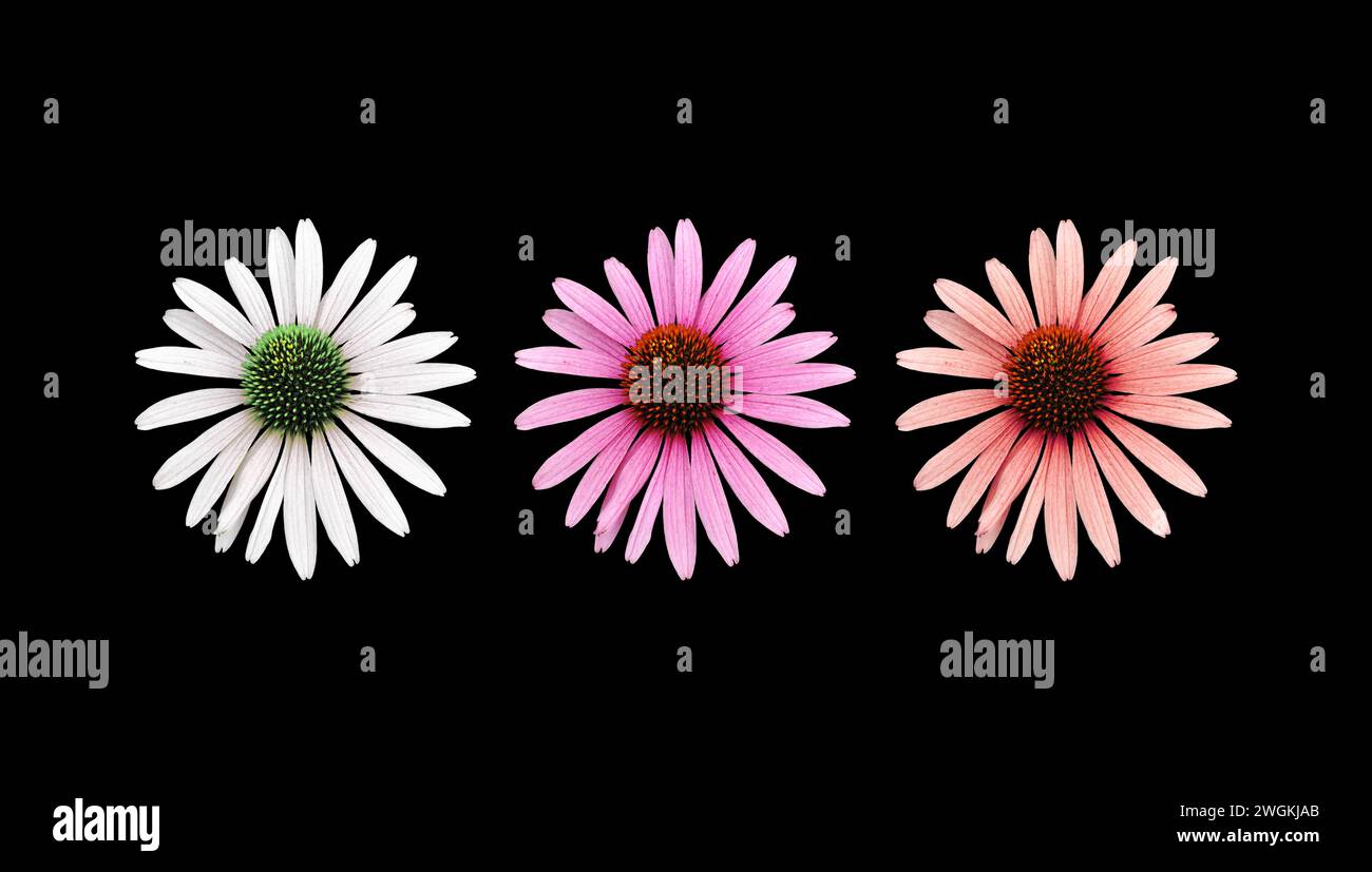 Fleur colorée 'échinacée'. Découpe. Motifs floraux, fonds d'écran et arrière-plans. Manipulation d'images. Une image ludique Banque D'Images