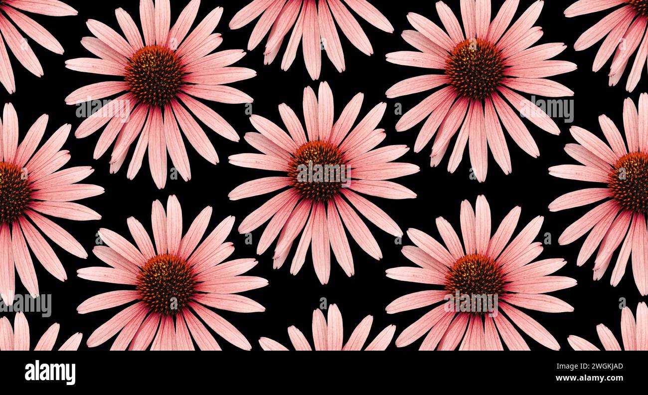 Fleur colorée 'échinacée'. Découpe. Motifs floraux, fonds d'écran et arrière-plans. Manipulation d'images. Une image ludique Banque D'Images