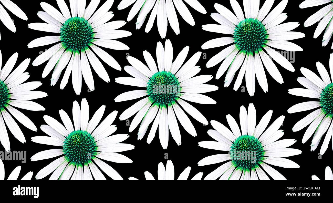 Fleur colorée 'échinacée'. Découpe. Motifs floraux, fonds d'écran et arrière-plans. Manipulation d'images. Une image ludique Banque D'Images