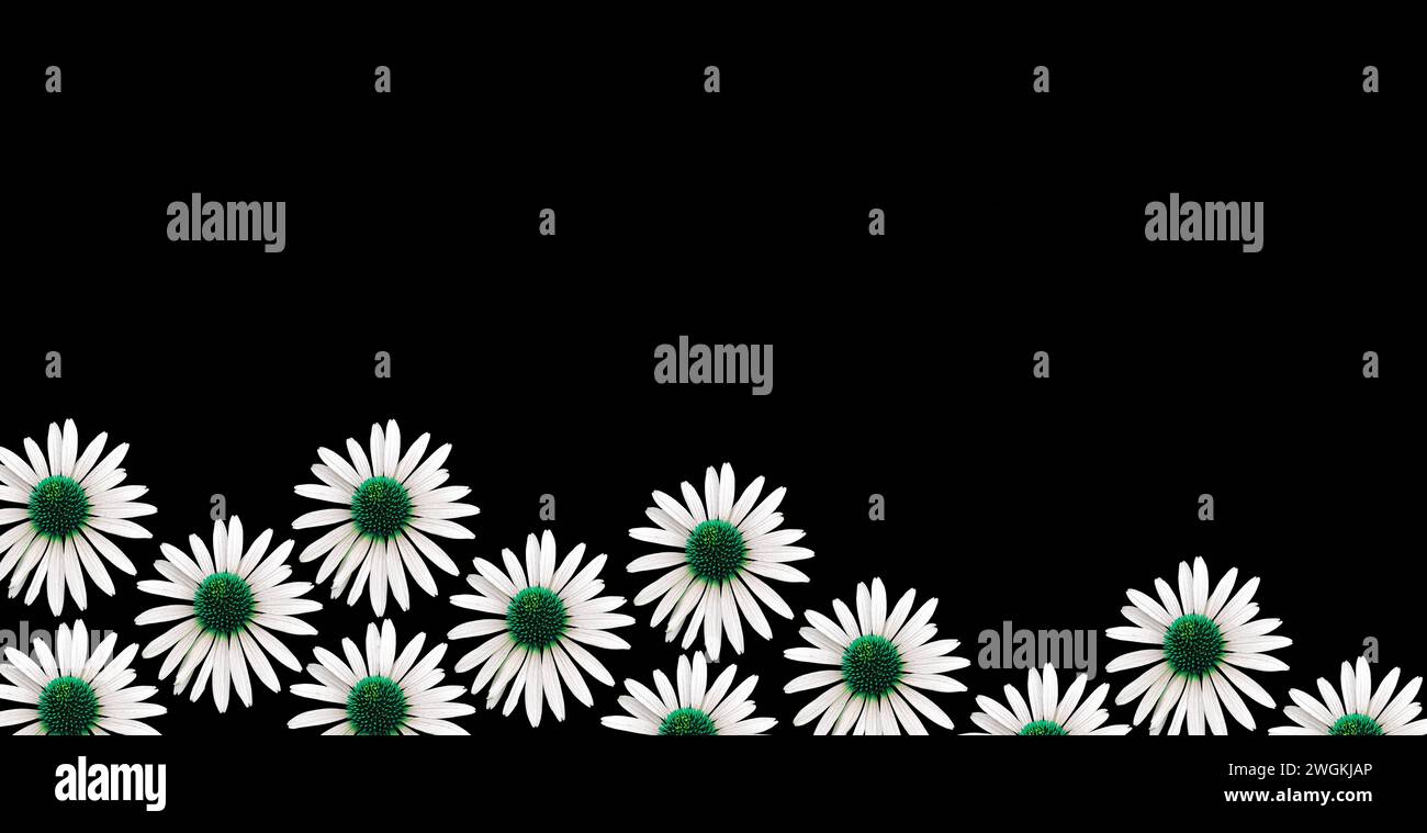 Fleur colorée 'échinacée'. Découpe. Motifs floraux, fonds d'écran et arrière-plans. Manipulation d'images. Une image ludique Banque D'Images