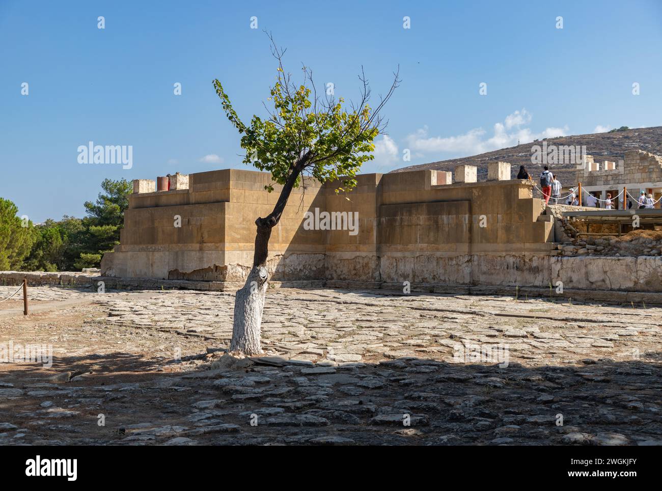 Photo d'un arbre au palais de Knossos. Banque D'Images