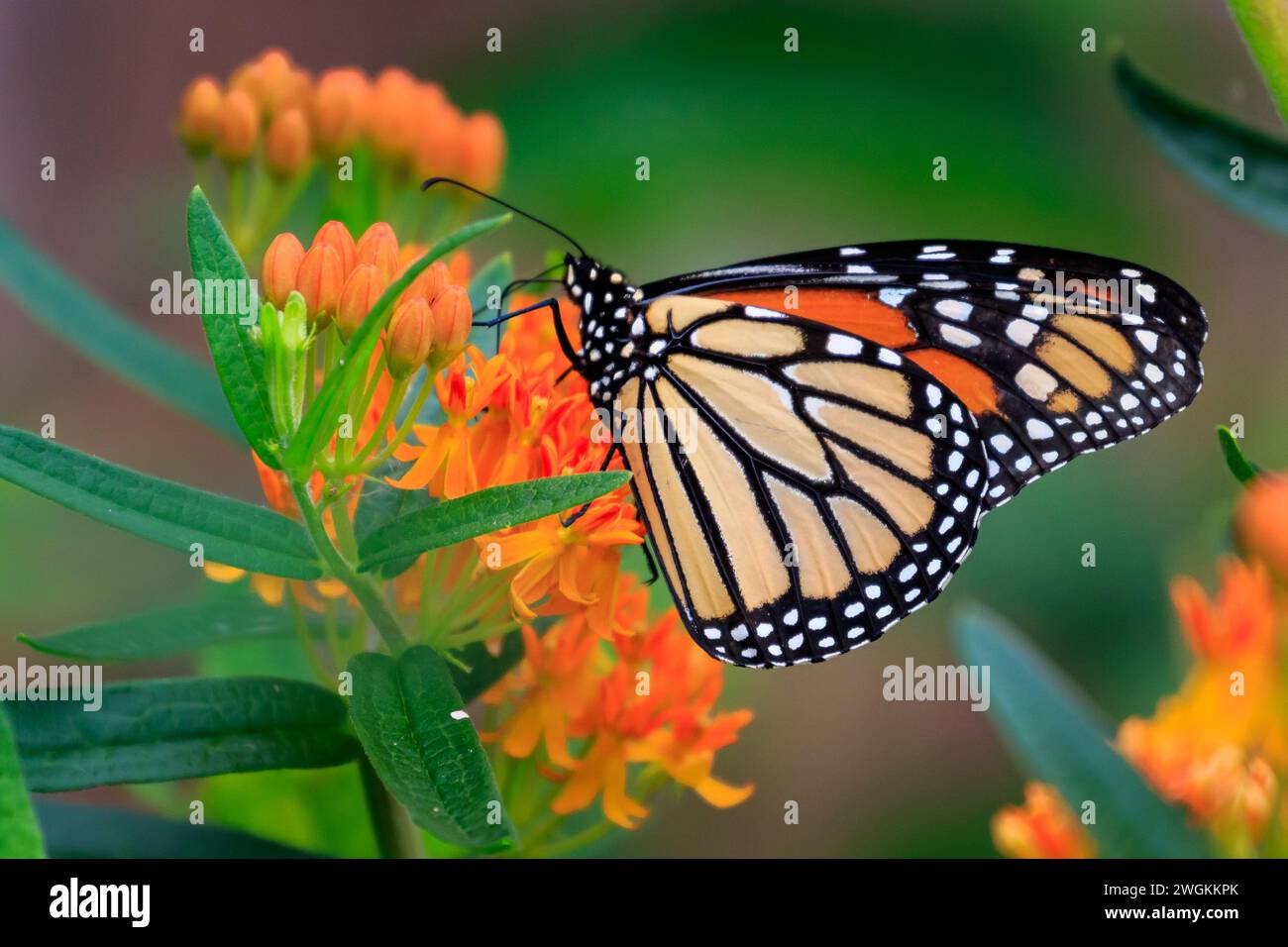 Papillon monarque (Danaus plexippus) sur des plantes vertes et oranges Banque D'Images