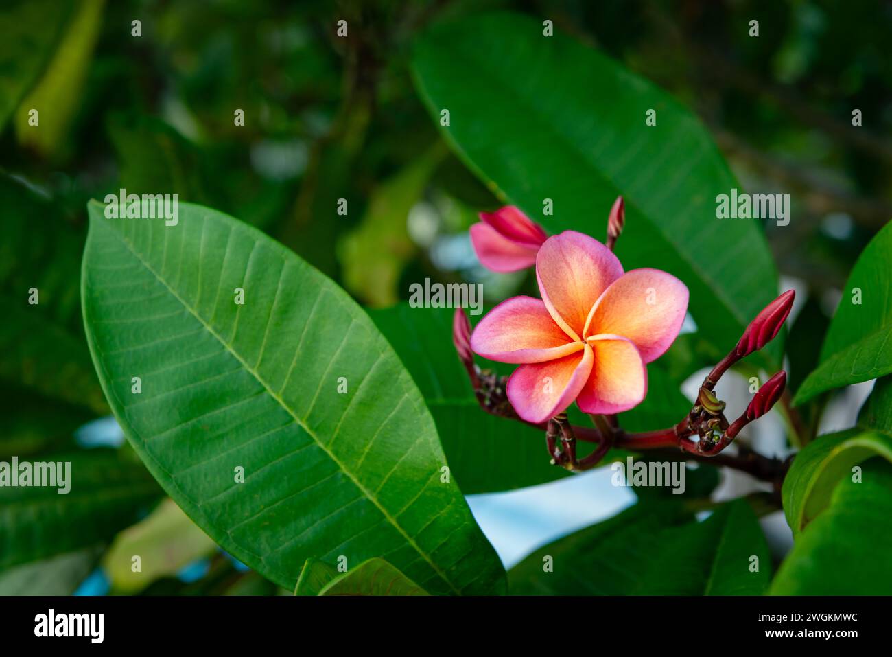 Plumeria rubra rouge frangipani tropical Belle fleur vibrante parfumé arbre exotique Trinité-et-Tobago Banque D'Images