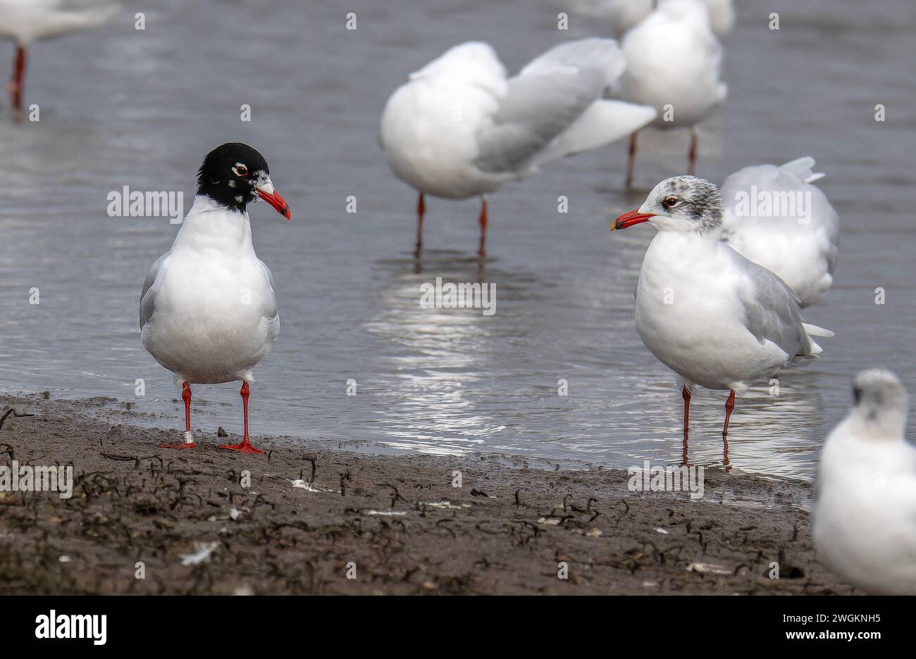 Goélands méditerranéens, Ichthyaetus melanocephalus, faisant partie du troupeau mixte de mouettes près de la lagune côtière, Lodmoor, Dorset. Fin de l'hiver. Banque D'Images