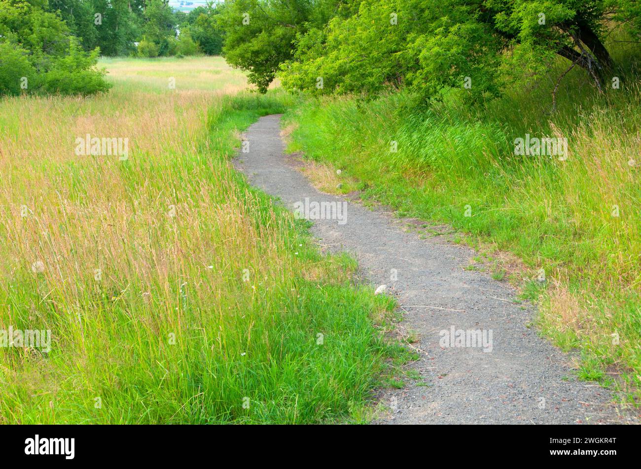 Sentier de randonnée, Iwetemlaykin State Park, le Hells Canyon National Scenic Byway, Oregon Banque D'Images