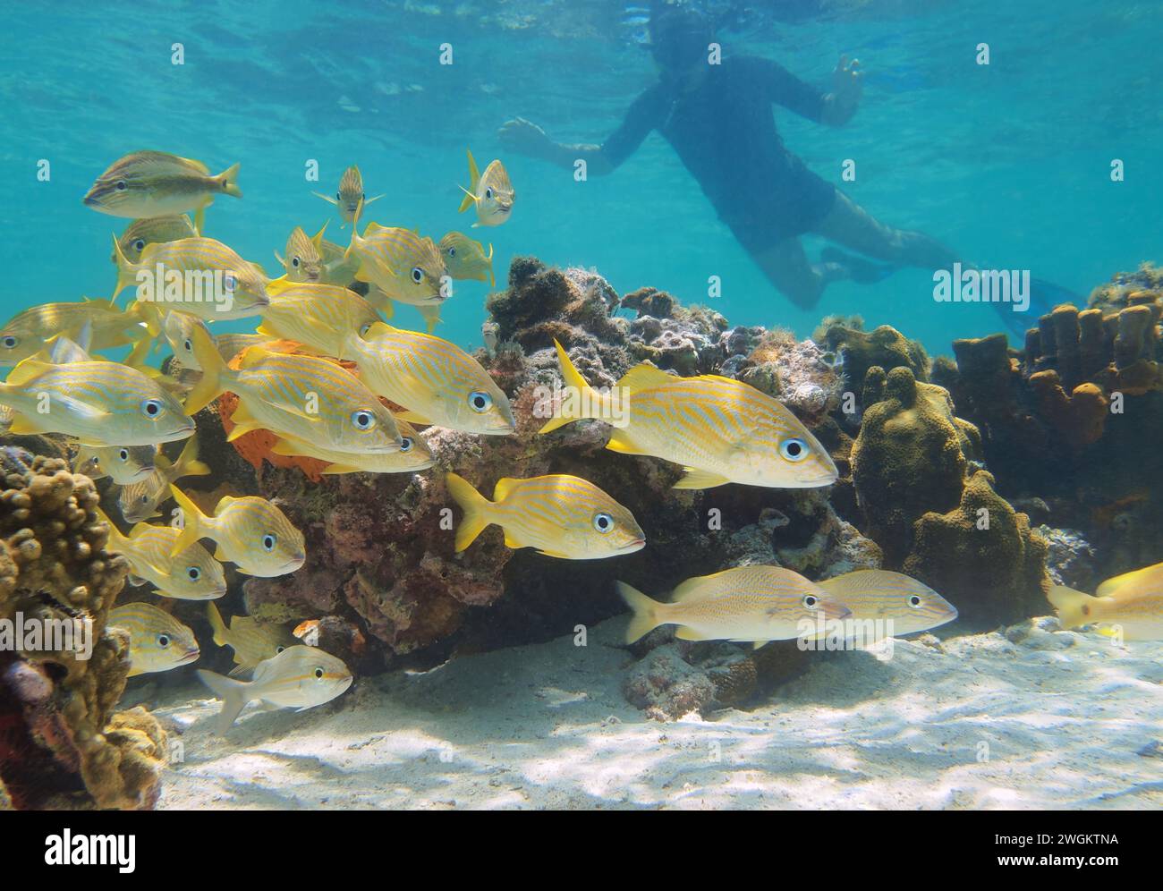 Poisson tropical (Haemulidae) sous l'eau sur un récif peu profond dans la mer des Caraïbes avec un homme snorkeling en arrière-plan, scène naturelle, Panama Banque D'Images