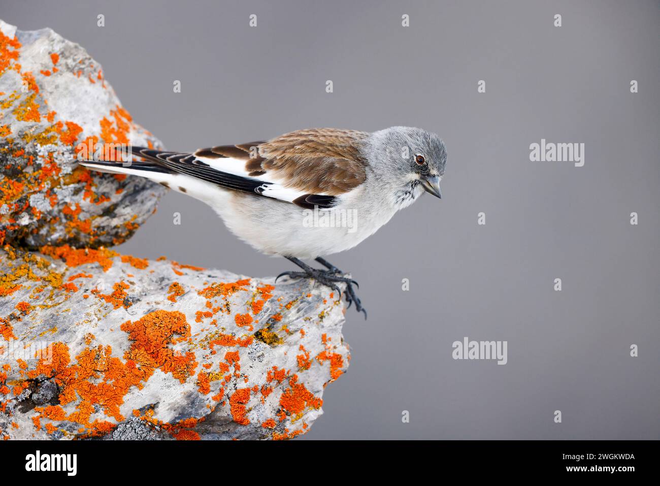 finch des neiges à ailes blanches (Montifringilla nivalis), se trouve sur un rocher couvert de lichen, Suisse, Gemmipass Banque D'Images