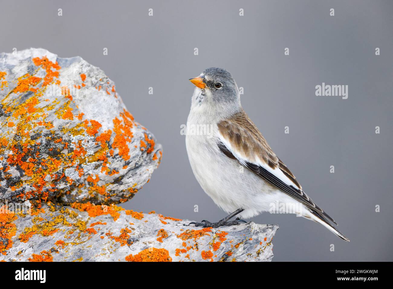 finch des neiges à ailes blanches (Montifringilla nivalis), se trouve sur un rocher couvert de lichen, Suisse, Gemmipass Banque D'Images