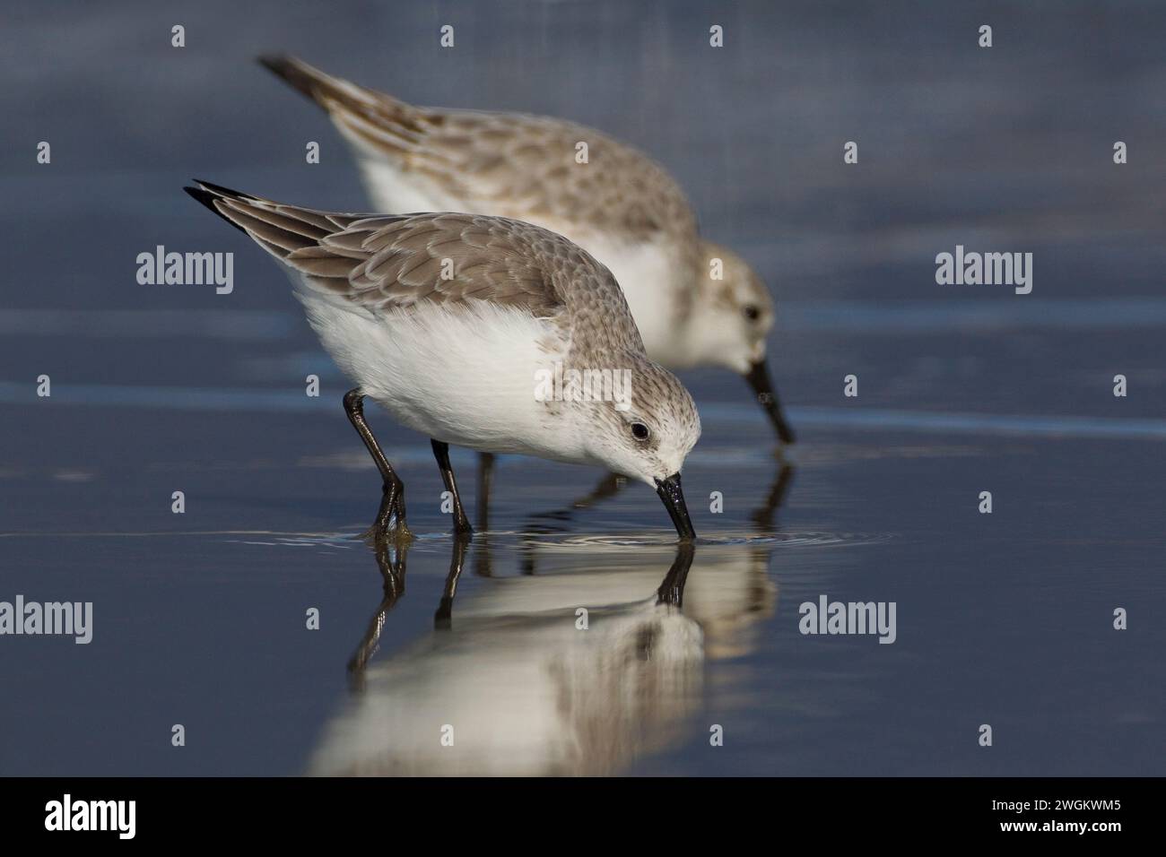 sanderling (Calidris alba), deux sanderlings buvant en eau peu profonde, vue de côté, Italie, Toscane, Viareggio Banque D'Images