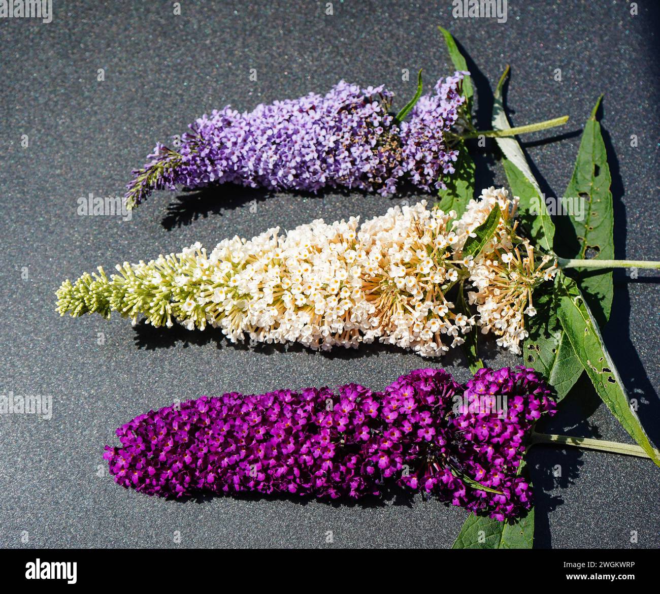 Butterfly Bush, Violet Butterfly Bush, Summer Lilas, Butterfly Bush, Orange eye (Buddleja davidii, Buddleia davidii), en différentes couleurs, Allemagne Banque D'Images