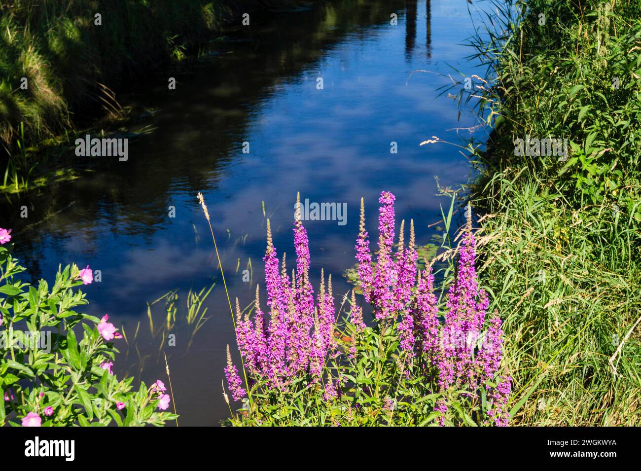 Loosestrife pourpre, loosestrife à pointes (Lythrum salicaria), floraison sur la rive du ruisseau, Allemagne Banque D'Images