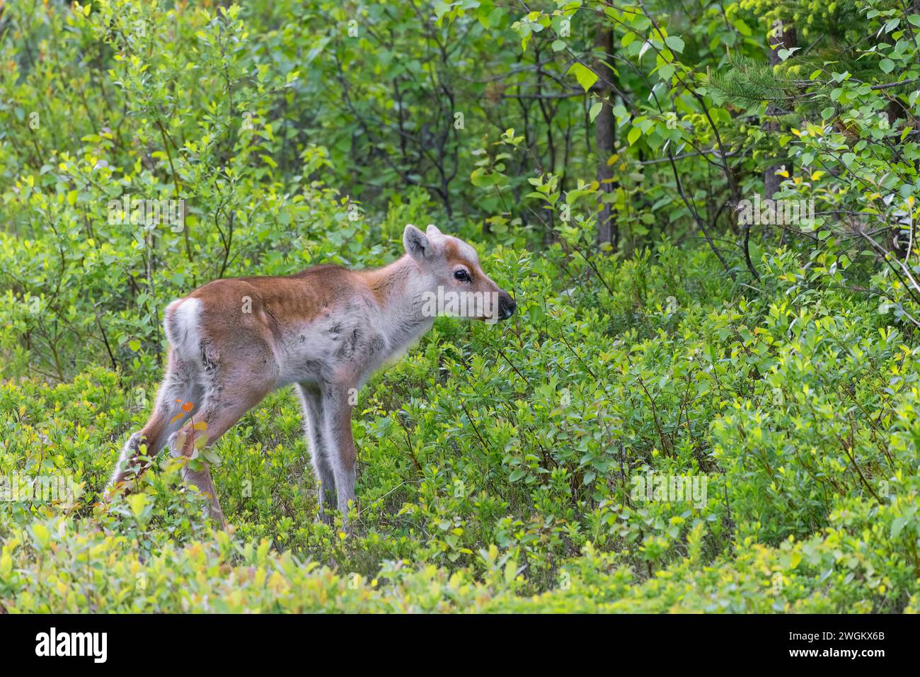 Renne européen, caribou européen (Rangifer tarandus tarandus), veau mangeant d'un saule à la lisière de la forêt, vue de côté, Finlande, Ruka Banque D'Images