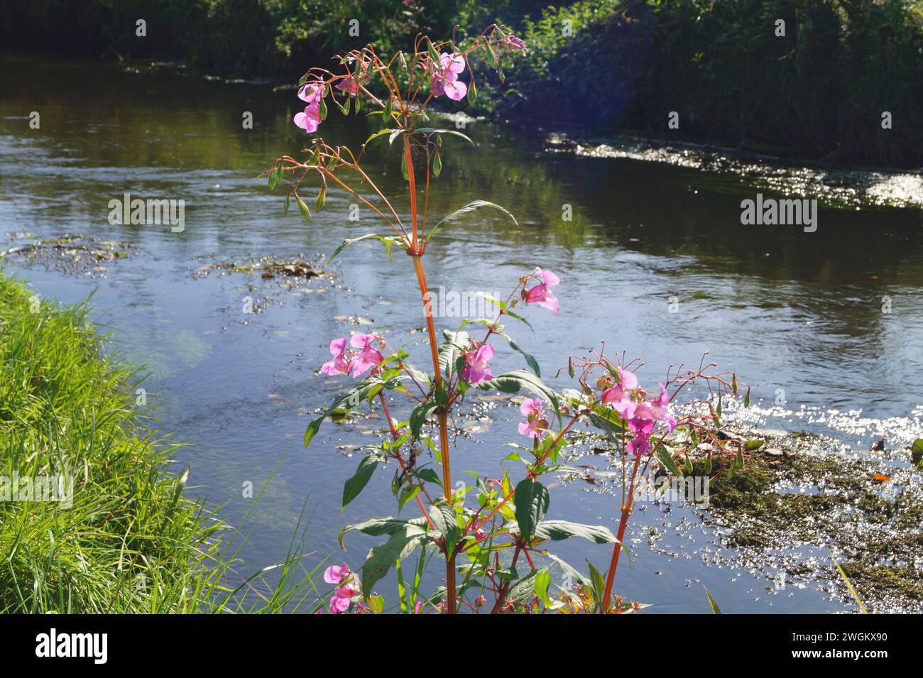Baume de l'Himalaya, baume des Indiens, weed rouge, weed ornemental, casque de policier (Impatiens glandulifera), floraison sur une rive, Allemagne Banque D'Images
