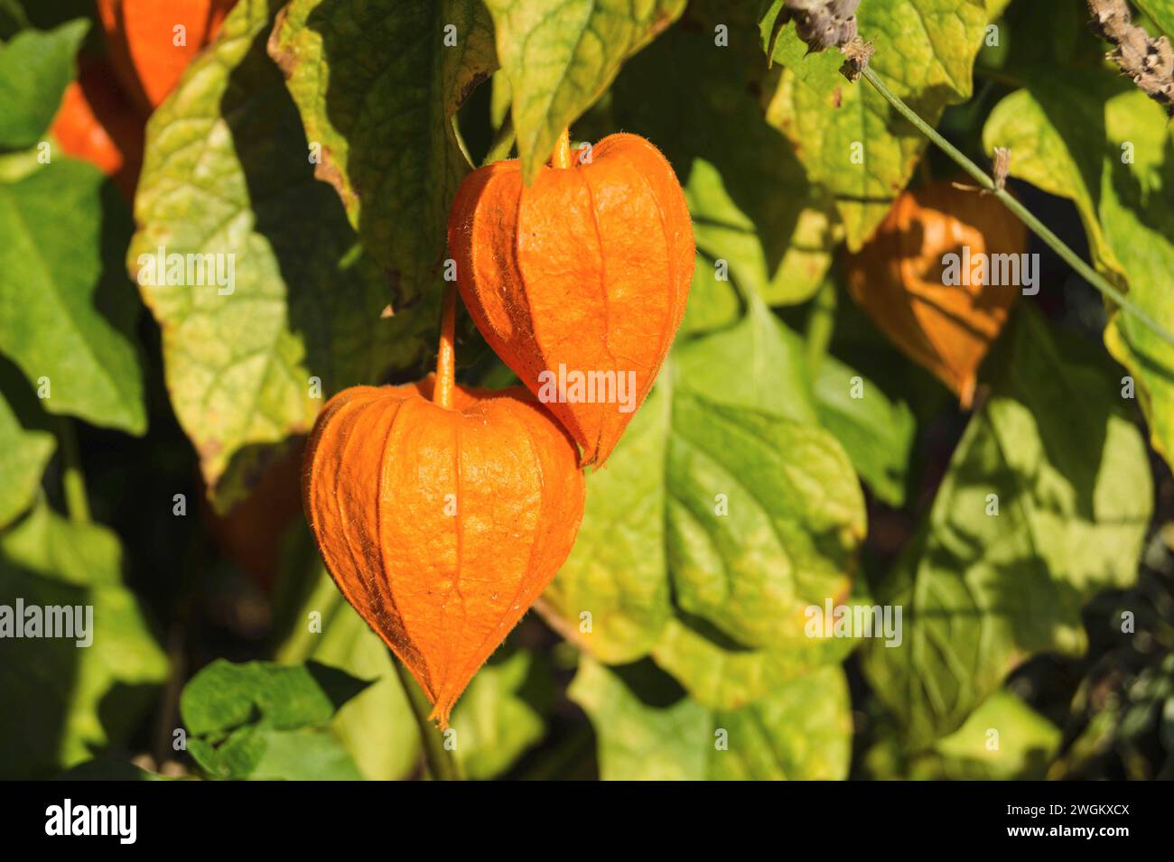 Lanterne chinoise, lanterne japonaise, cerise d'hiver, tomate fraise (Physalis alkekengi var. Franchetii, Physalis franchetii), plante avec des fruits mûrs Banque D'Images