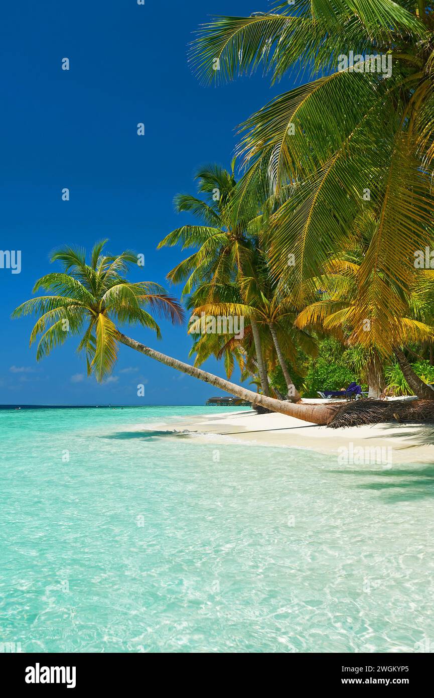 Vilamendhoo, Maldives , une île tropicale dans l'océan Indien avec plage de sable bordée de palmiers Banque D'Images