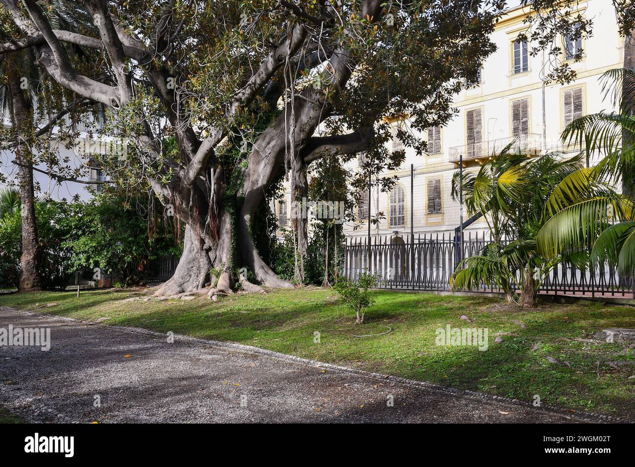 Vue sur les jardins de la Villa Ormond (1890) avec un Ficus macrophylla géant, un grand banyan à feuilles persistantes de la famille des mûriers (Moraceae), Sanremo Banque D'Images