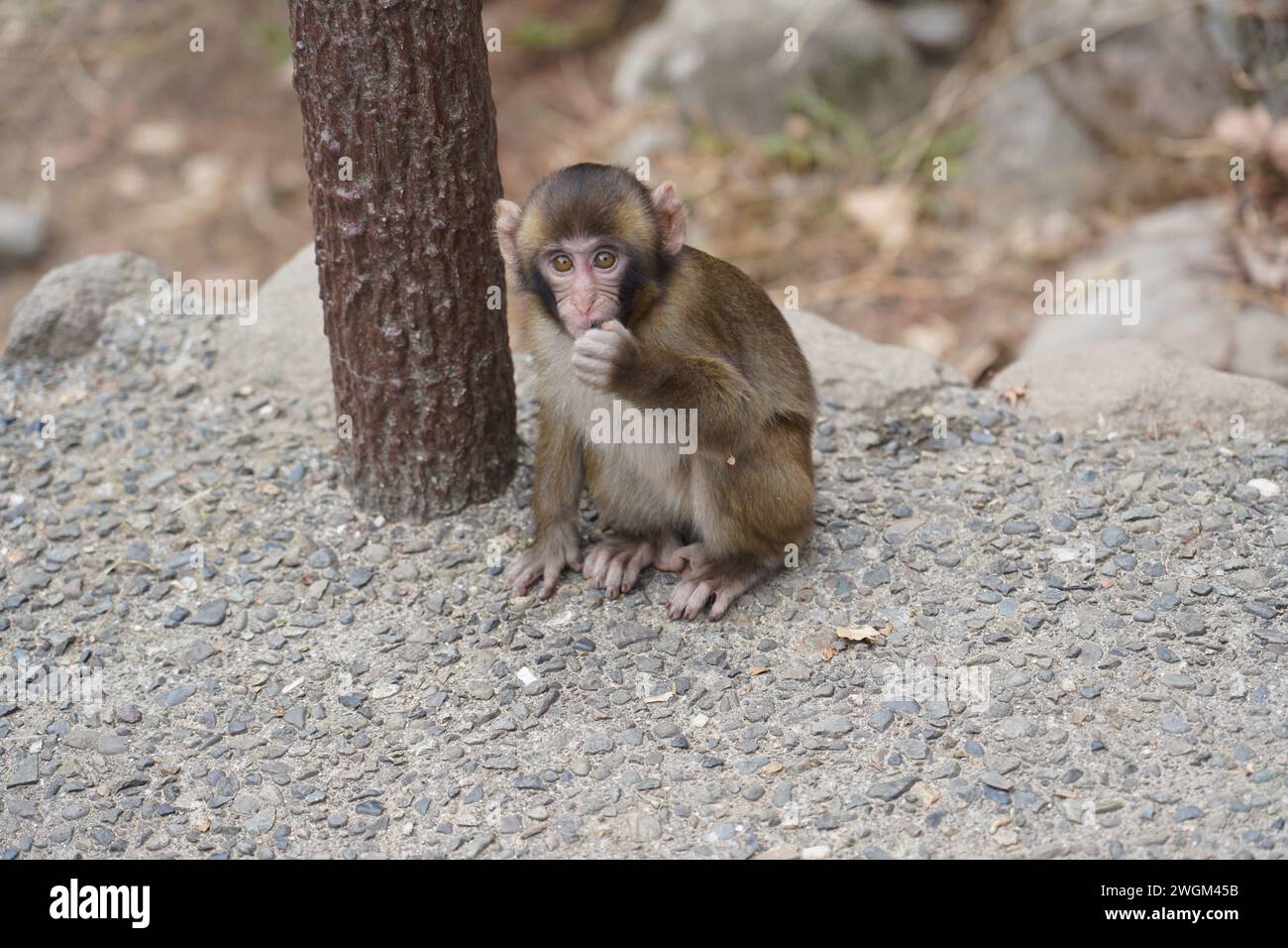 Jeune singe japonais sauvage à Takasaki Mountain à Beppu, Japon Banque D'Images