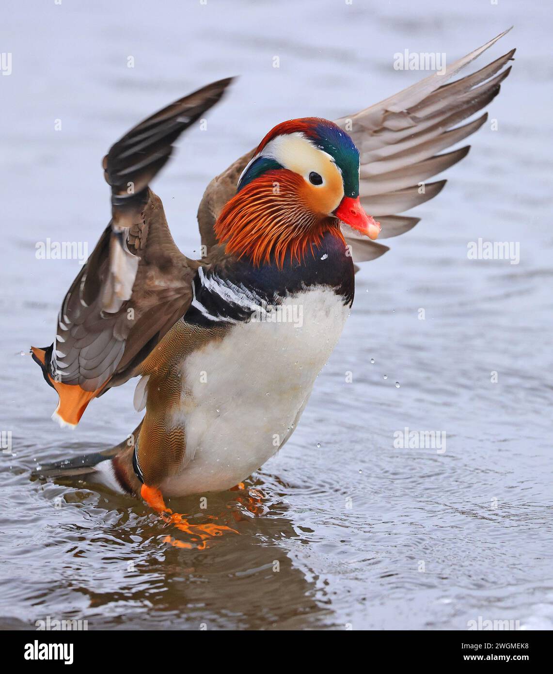 Portrait de canard mandarine en hiver avec de beaux reflets Banque D'Images