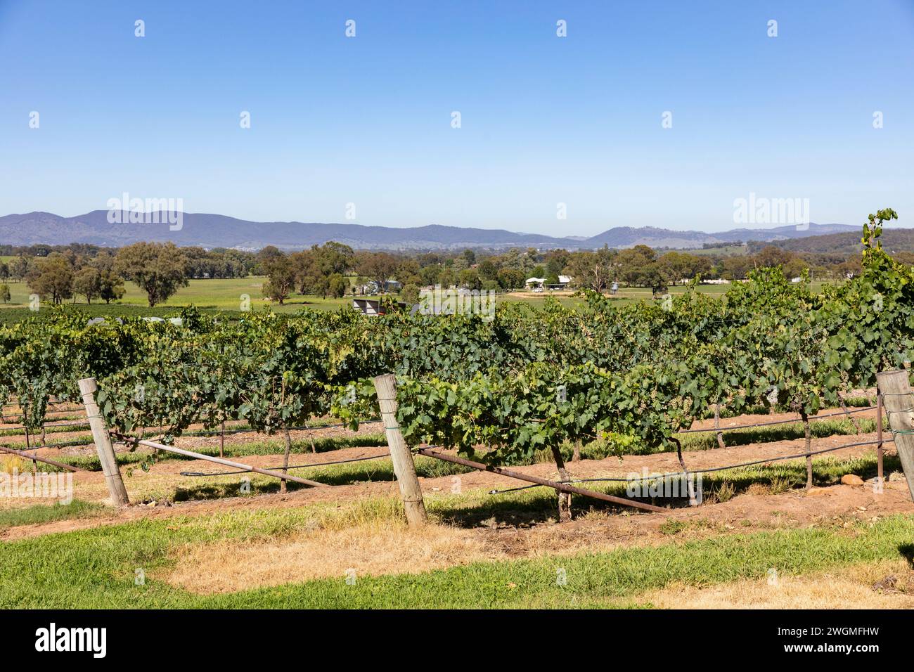 Raisins de vignoble australien en croissance, été 2024, vignoble Robert Stein à Mudgee, Australie Banque D'Images