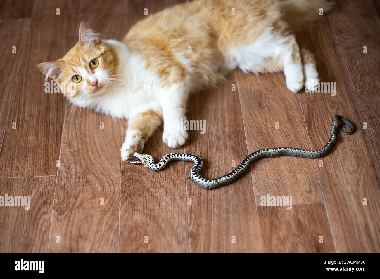 Un chat domestique au gingembre a attrapé un serpent et joue avec lui sur le sol à la maison. Protecteurs d'une maison de village contre les rongeurs et les reptiles. Banque D'Images