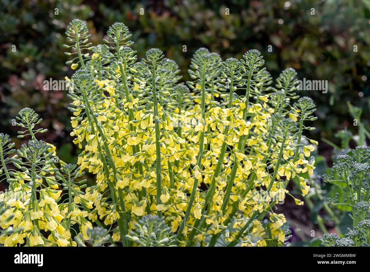 Fleurs de brocoli dans un jardin Banque D'Images