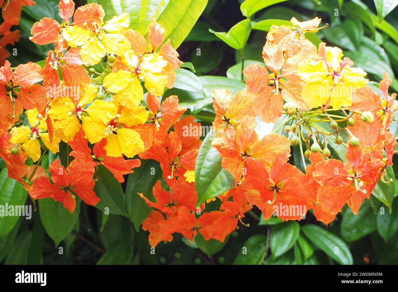 Belles fleurs rouges et jaunes, bauhinia traînante rouge (Bauhinia coccinea, Bauhinia kockiana, Phanera coccinea) Banque D'Images