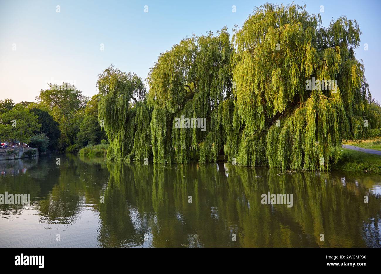 La vue sur l'immense beau saule pleureur (Salix babylonica ou saule Babylon) sur la rivière Banks Cam. Cambridge. Cambridgeshire. Royaume-Uni Banque D'Images