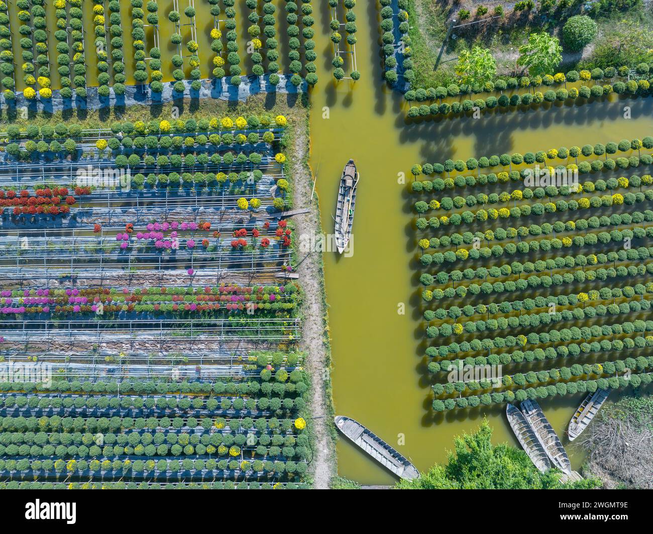 Jardin de chrysanthème framboise dans la ville de sa Dec, province de Dong Thap dans les jours près du Têt traditionnel vietnamien Banque D'Images