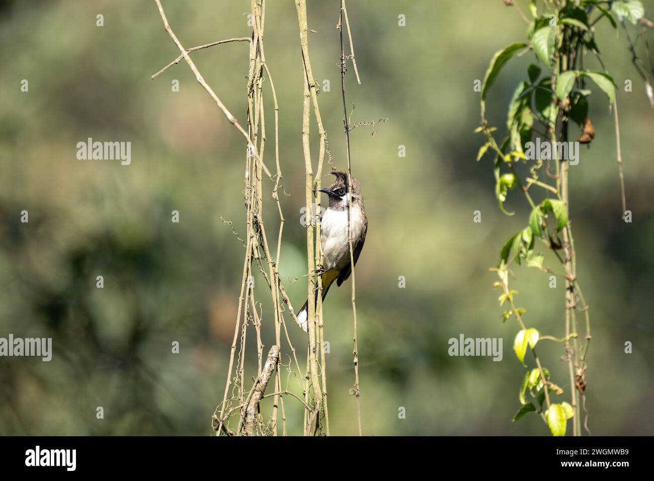 Un Bulbul de l'Himalaya perché sur quelques vignes Banque D'Images