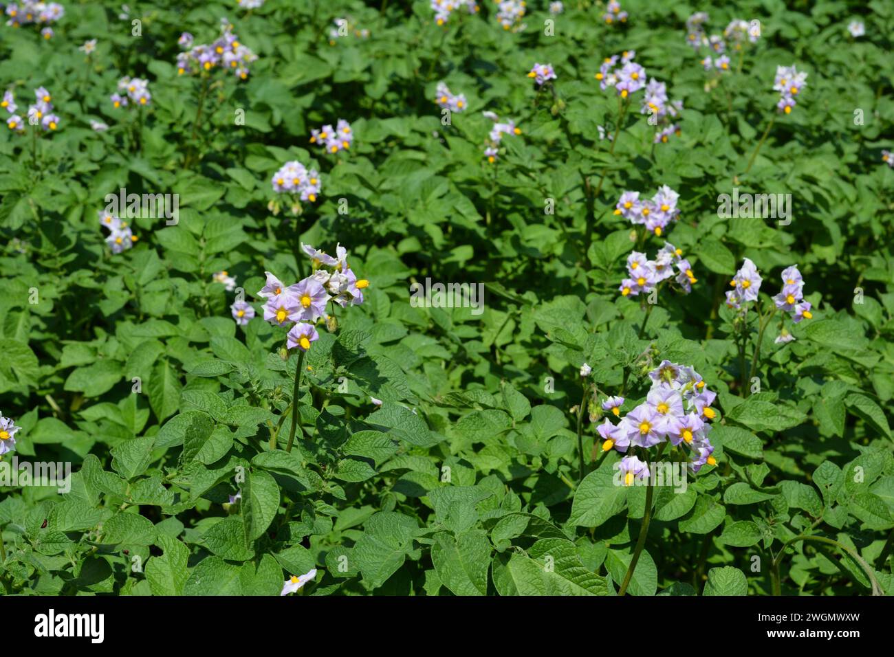 Fleurs de pomme de terre en pleine floraison. Fleurs de pomme de terre fleurissant dans le champ. Banque D'Images