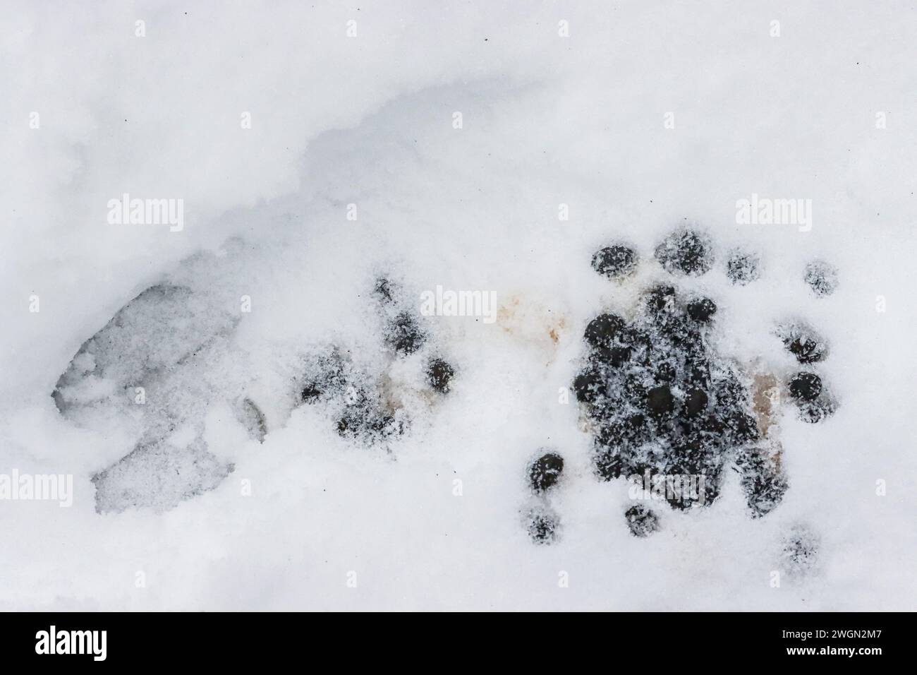 Fientes de chamois et empreintes digitales dans la neige, montagne du jura suisse Banque D'Images