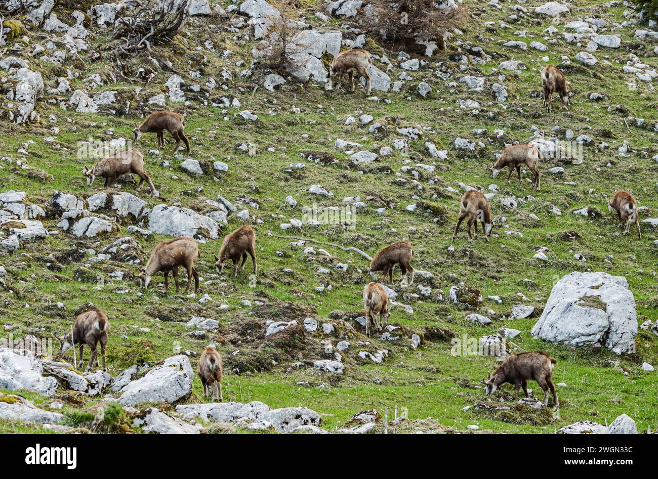 Troupeau de chamois dans un pré rocheux sur la Dôle, une montagne suisse du jura Banque D'Images