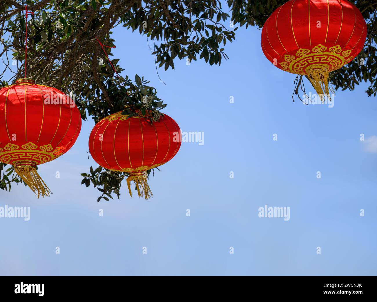 Lanternes chinoises du nouvel an suspendues sous l'arbre Pohutukawa. Fond de ciel bleu. Auckland. Banque D'Images
