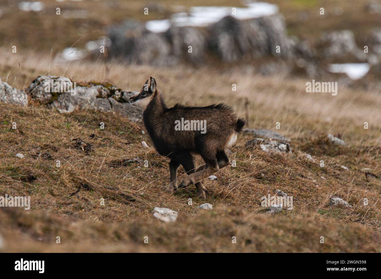 Jeune chamois courant dans un pâturage rocheux de la montagne du jura suisse (Rupicapra rupicapra) Banque D'Images