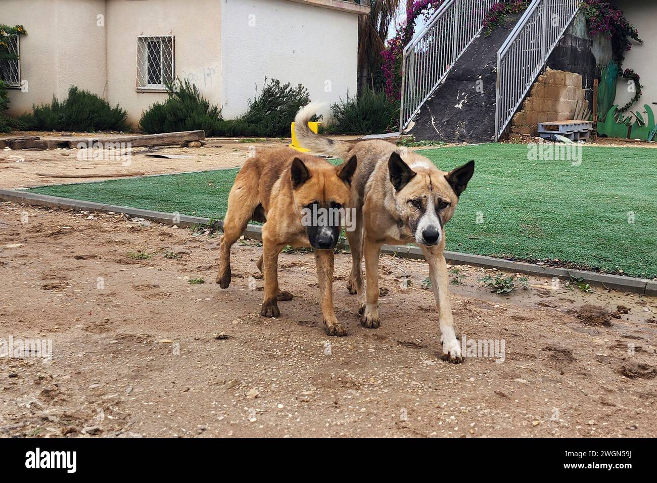 Des groupes de chiens errants de la bande de Gaza errant autour des communautés frontalières israéliennes des centaines de chiens de Gaza errent librement près des villes israéliennes ; un scientifique avertit qu'ils menacent la nature en s'attaquant à la faune et pourraient propager des maladies, mettant en danger la vie humaine Banque D'Images