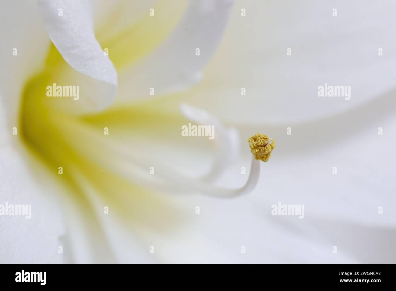 Gros plan d'une fleur blanche d'amaryllis Banque D'Images